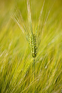 Close-up of stalks in field