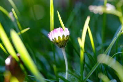 Close-up of pink flowers