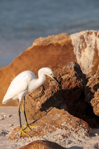 Side view of bird perching on rock at beach