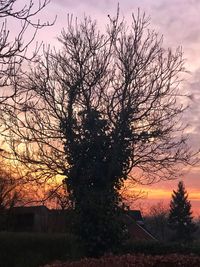 Silhouette bare tree against sky during sunset