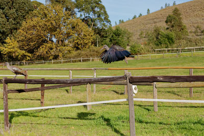 View of a bird on field