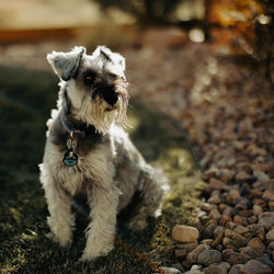 Close-up portrait of dog