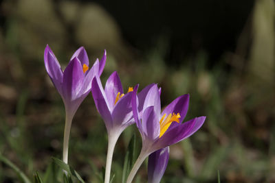 Close-up of purple crocus flowers growing on field