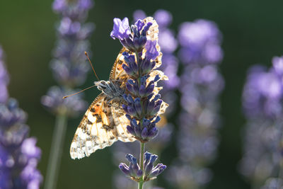 Close-up of butterfly pollinating on purple flower