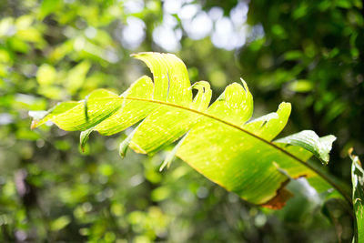 Close-up of leaves