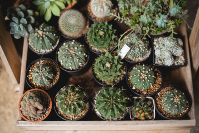 Close-up of potted plant on table