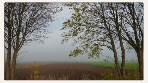 Trees on field