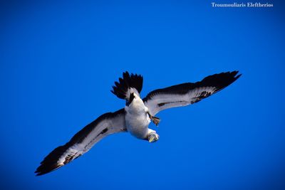 Low angle view of seagull flying