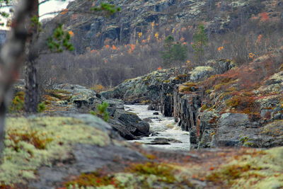 Scenic view of forest