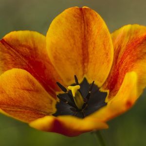 Close-up of yellow flower