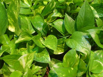 Full frame shot of leaves