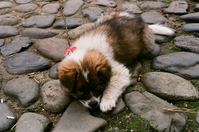 High angle view of dog on rock