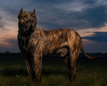 Dog standing in a field at sunset.