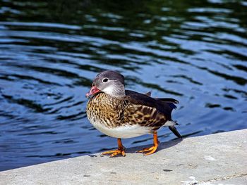 High angle view of a duck in lake