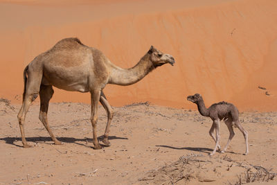 Giraffe in a desert