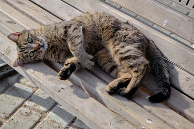 High angle view of cat sleeping