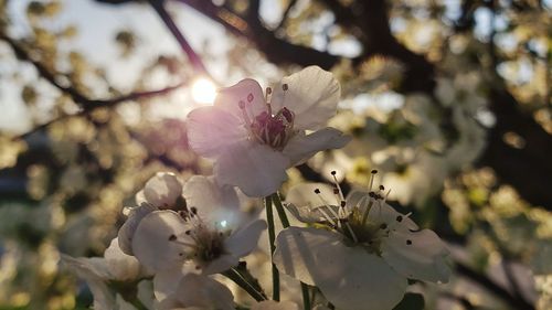 Close-up of pink cherry blossoms in spring