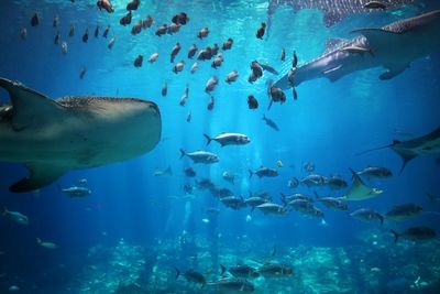 School of fish swimming in aquarium