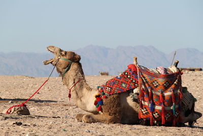 Horse cart on desert against sky