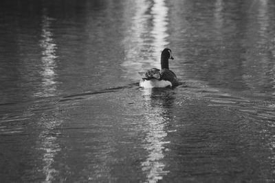 Ducks swimming in lake