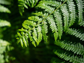Close up of green fern fronds in forest
