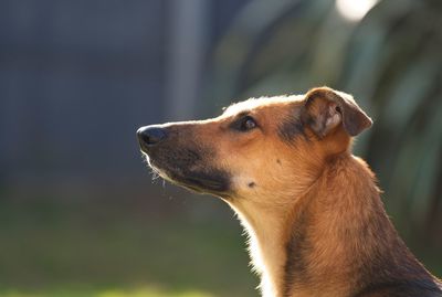 Close-up of a dog looking away