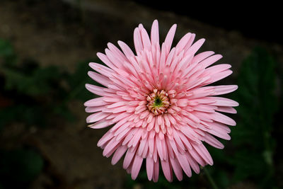 Close-up of pink flower