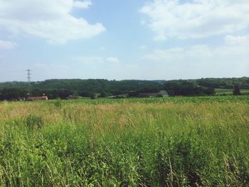 Scenic view of grassy field against sky