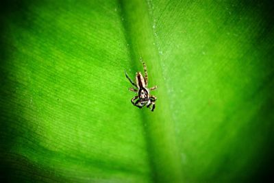 Close-up of insect on leaf