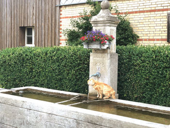 Cat looking away in backyard of building