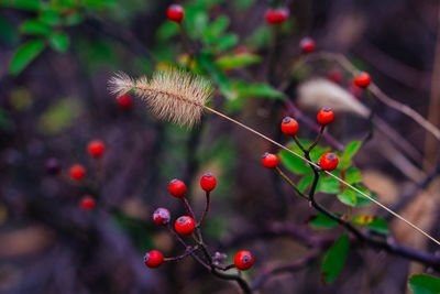 Close-up of berries growing on tree