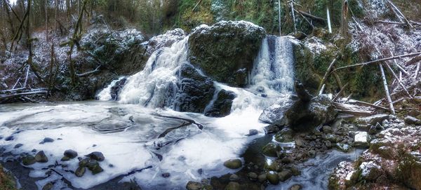 View of trees in winter