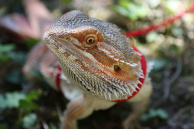 Close-up of lizard