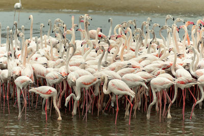 Flock of birds in lake