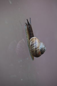 Close-up of snail