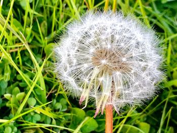 Close-up of dandelion on field