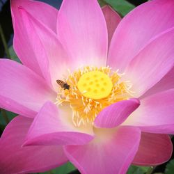 Macro shot of bee pollinating flower