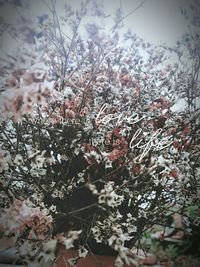 Low angle view of flowers on tree