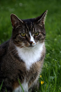 Close-up portrait of cat on grass