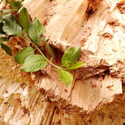 Close-up of ivy growing on tree trunk