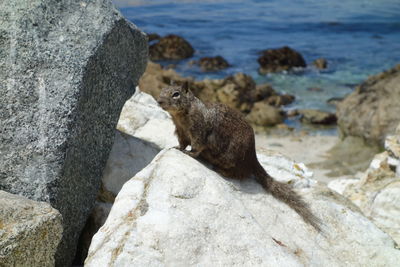 Elephant sitting on rock by sea