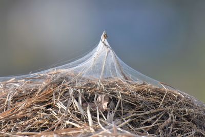 Close-up of spider web