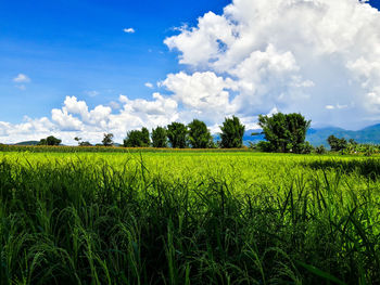 Scenic view of agricultural field against sky