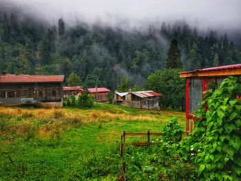 House in forest