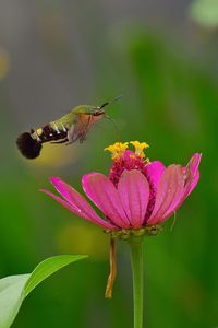 Close-up of bee pollinating on pink flower