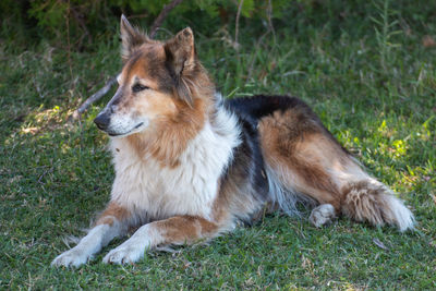 View of dog sitting on grass