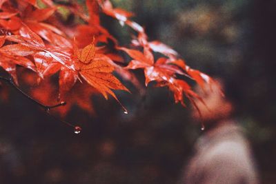 Close-up of leaves against blurred background