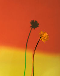 Close-up of yellow flower against orange background