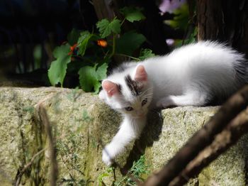 White kitten on retaining wall in back yard
