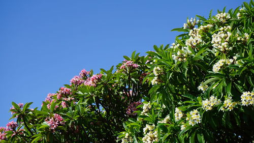 Low angle view of flower tree against clear blue sky